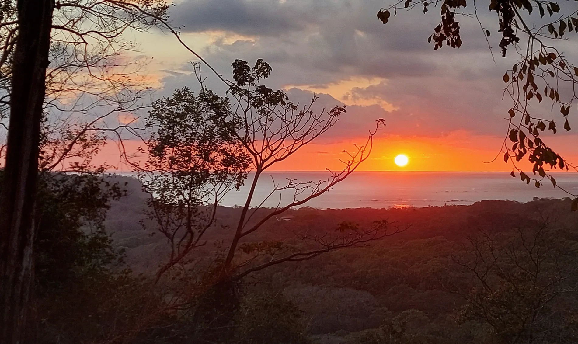 Sunset over the sea seen from a hill among trees
